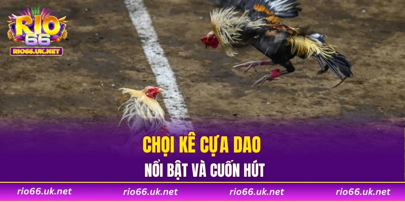 Chọi kê cựa dao nổi bật và cuốn hút