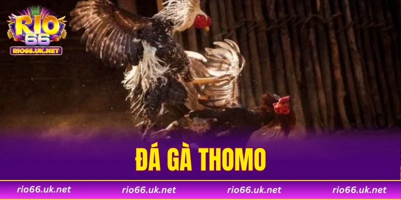 Đá Gà Thomo